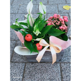 Aranjament plante AN24